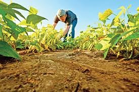 Circular 12/2019 dirigida a las Instituciones de Crédito, la Financiera Nacional de Desarrollo Agropecuario, Rural, Forestal y Pesquero, así como a las Sociedades Financieras de Objeto Múltiple…